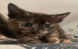 Mixed Breed cats for sale: 1 Gorgeous Tortoiseshell Left! - Image 1