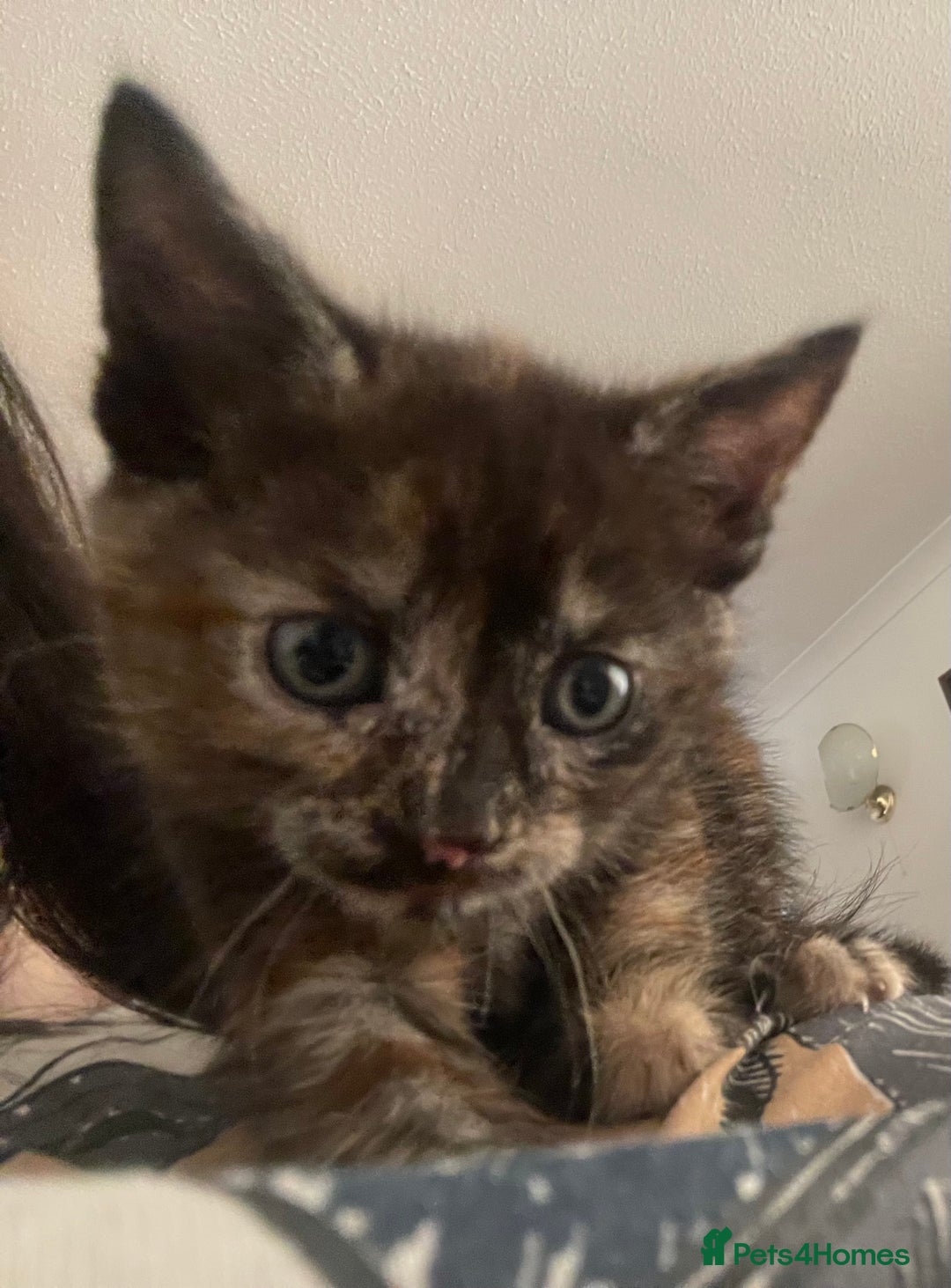 Mixed Breed cats for sale: 1 Gorgeous Tortoiseshell Left! - Image 1