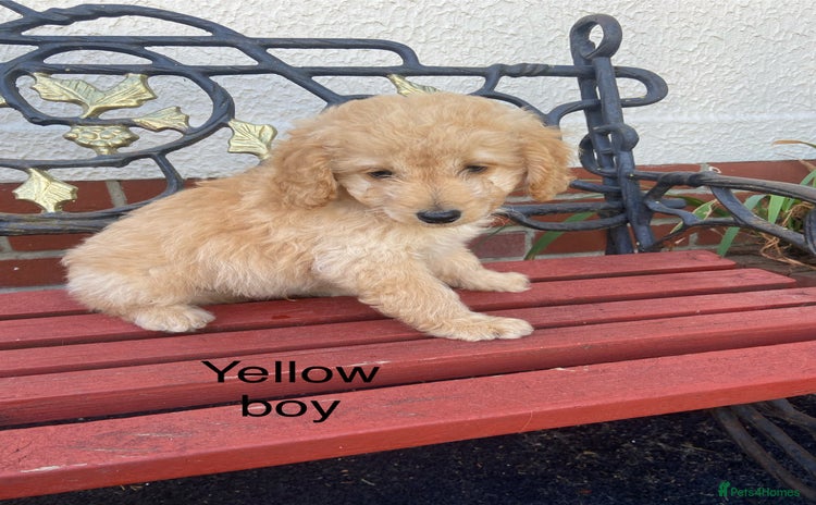 Cockapoo dogs - Advert 4