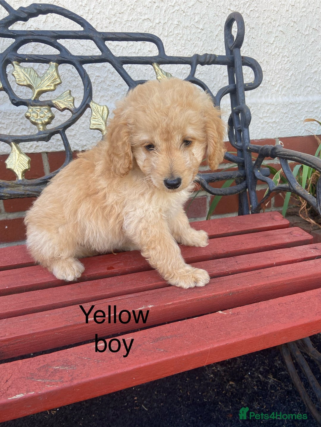 Cockapoo dogs for sale: READY NOW Beautiful cockapoo puppies  - Image 1