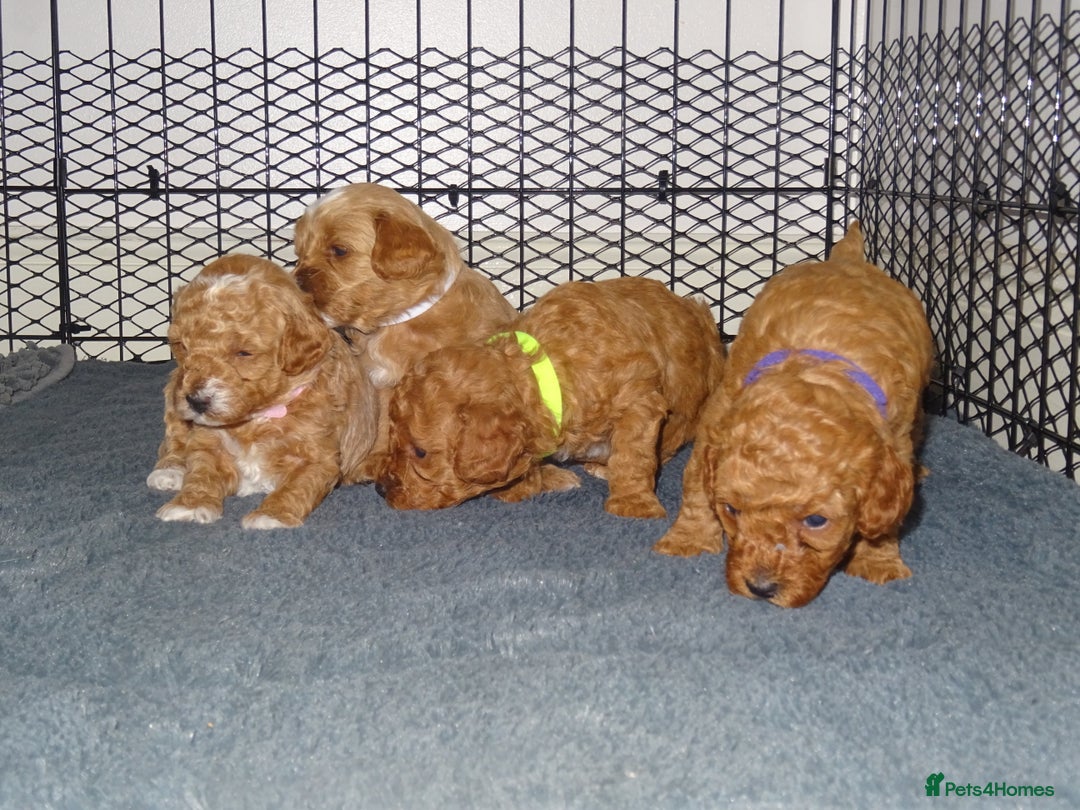 Maltipoo dogs for sale: 🐾 F1b Maltipoo Puppies – Ready Early January 🐾 - Advert 5
