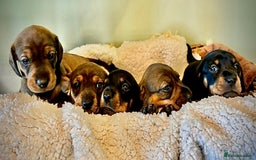 Dachshund dogs for sale: 5 adorable smooth haired dachshund puppies - Image 2