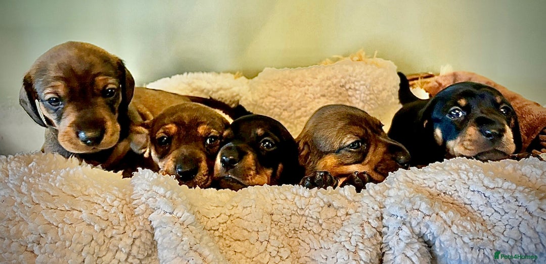 Dachshund dogs for sale: 5 adorable smooth haired dachshund puppies - Image 2