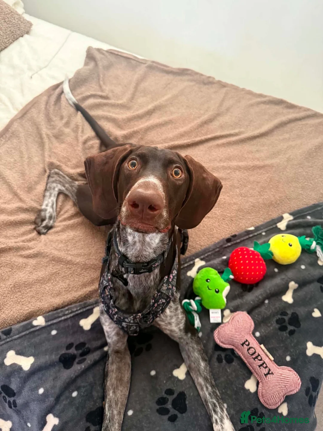 German Shorthaired Pointer dogs for sale: Poppy - Advert 1