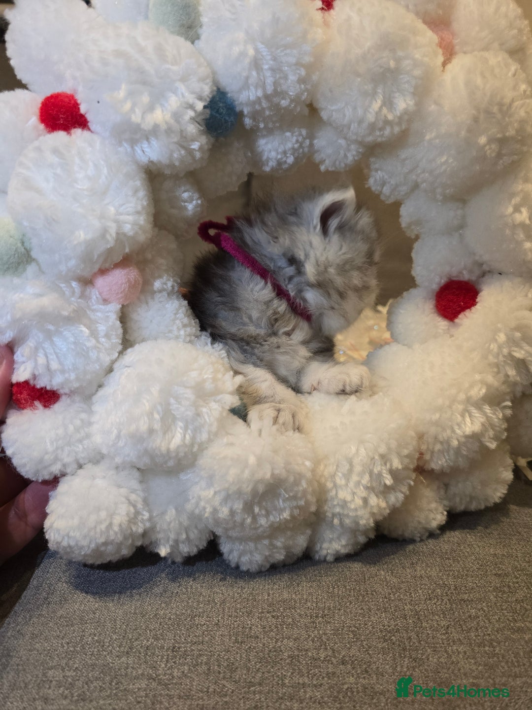 Persian cats for sale: Persian fluffy angels - Advert 14