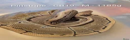 Python Snake reptiles for sale: Royal pythons - Advert 4