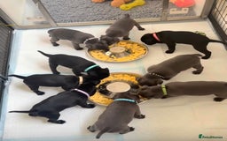 Staffordshire Bull Terrier dogs for stud: A NEW SUPERIOR SOLID BLUE MALE  - Image 24