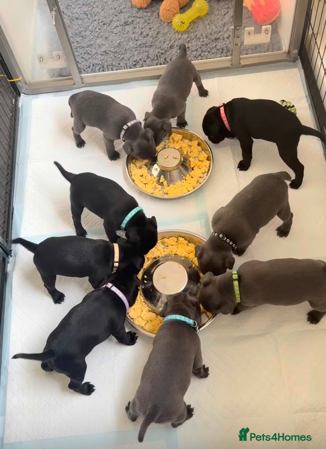 Staffordshire Bull Terrier dogs for stud: A NEW SUPERIOR SOLID BLUE MALE  - Image 24