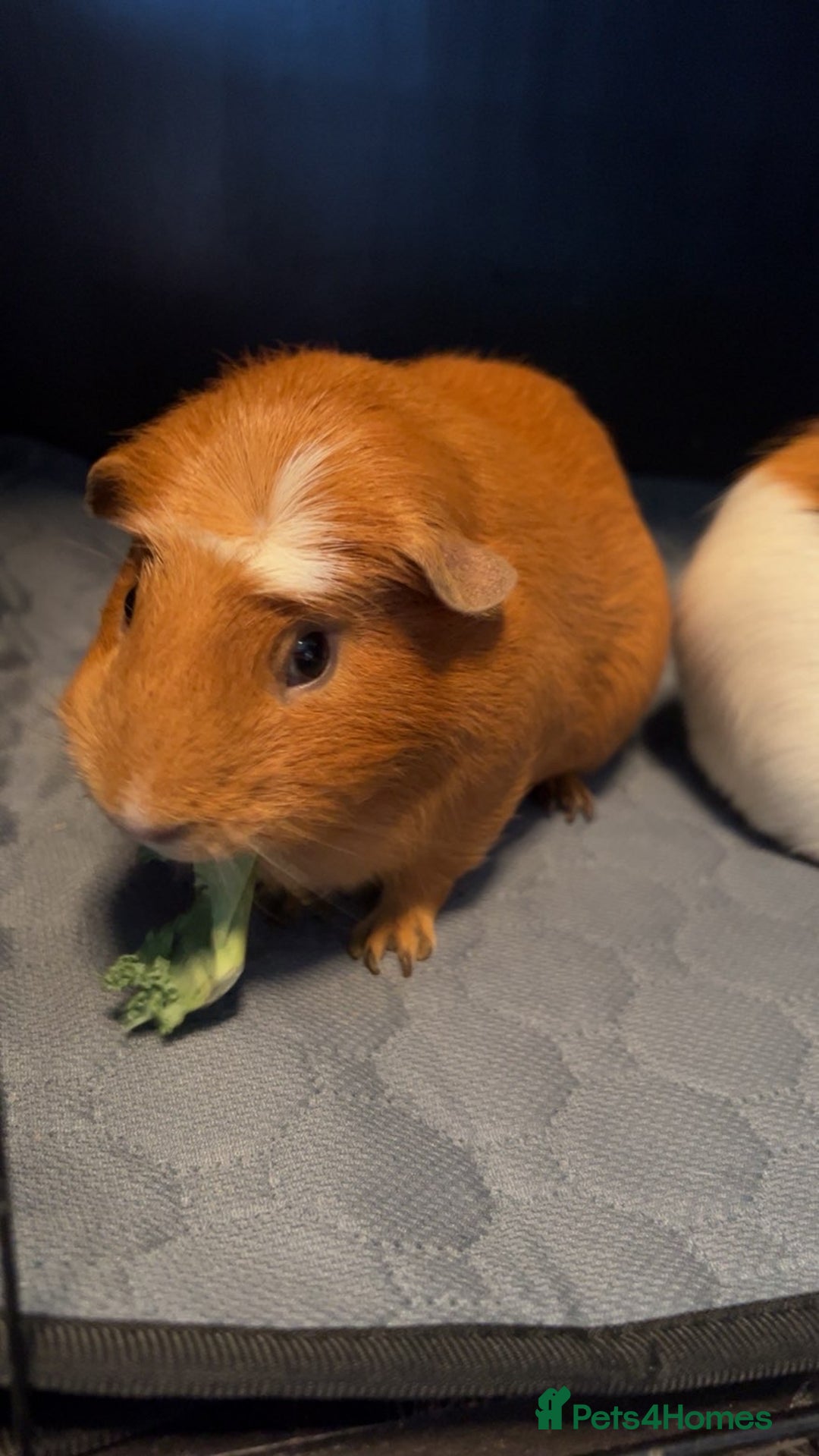 Guinea Pig rodents for sale: 2 male guinea pigs for sale  - Image 7