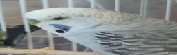 Budgerigars birds for sale: Bonded pair in West Bromwich - Advert 4