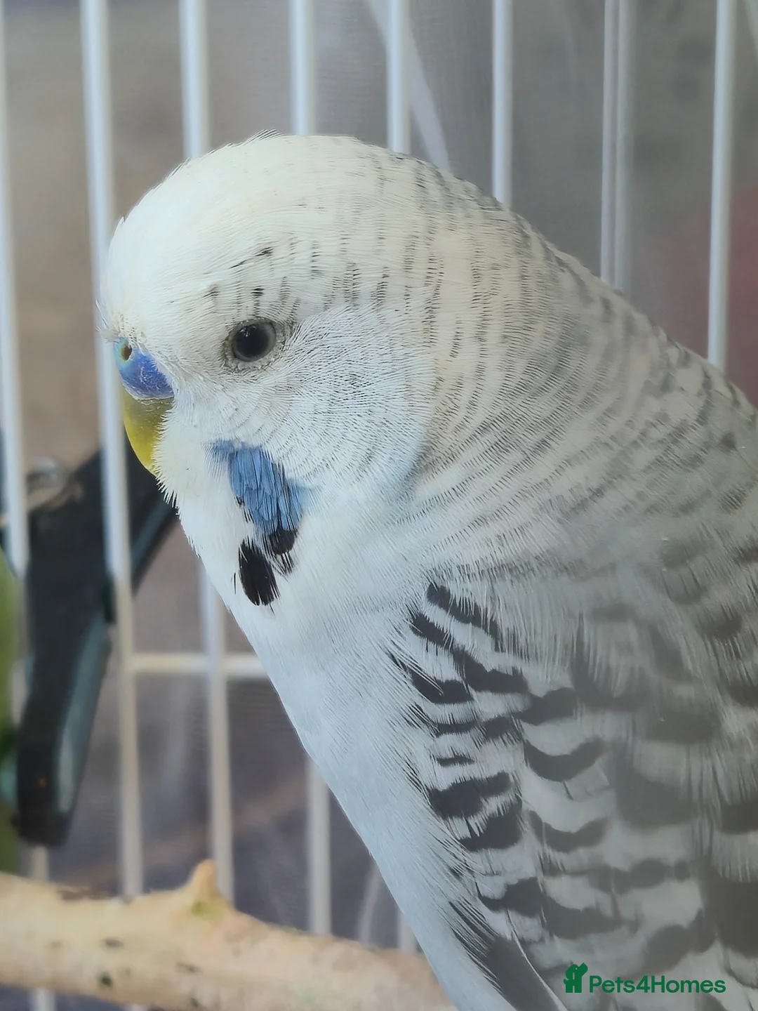 Budgerigars birds for sale: Bonded pair in West Bromwich - Advert 4