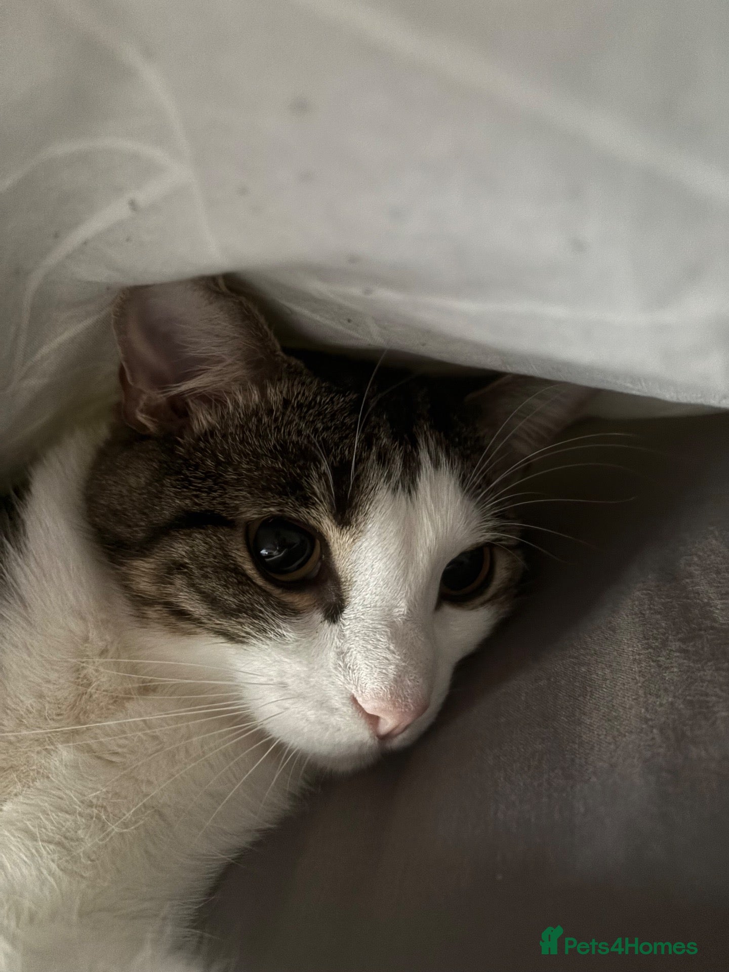 Domestic Shorthair cats 2 year old sweet boy looking for his forever home - Advert 2