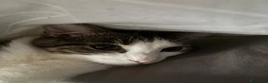 Domestic Shorthair 1