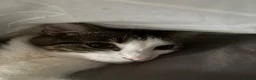 Domestic Shorthair cats for sale: 2 year old sweet boy looking for his forever home - Advert 1