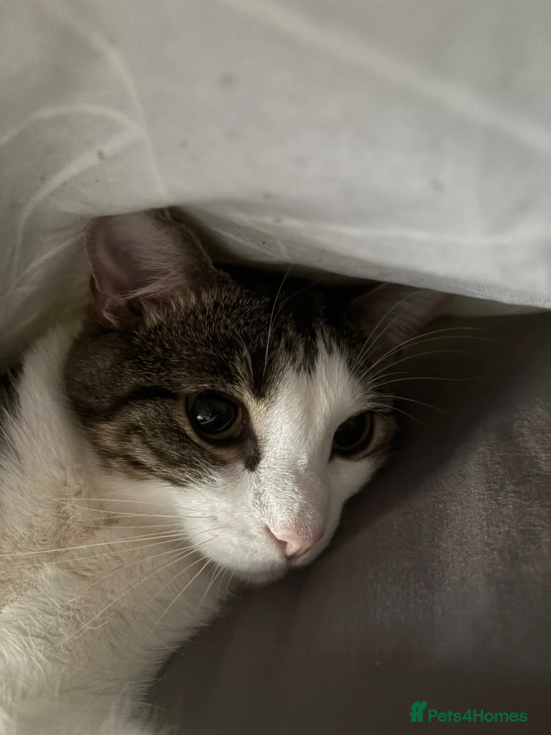 Domestic Shorthair cats for sale: 2 year old sweet boy looking for his forever home - Advert 1