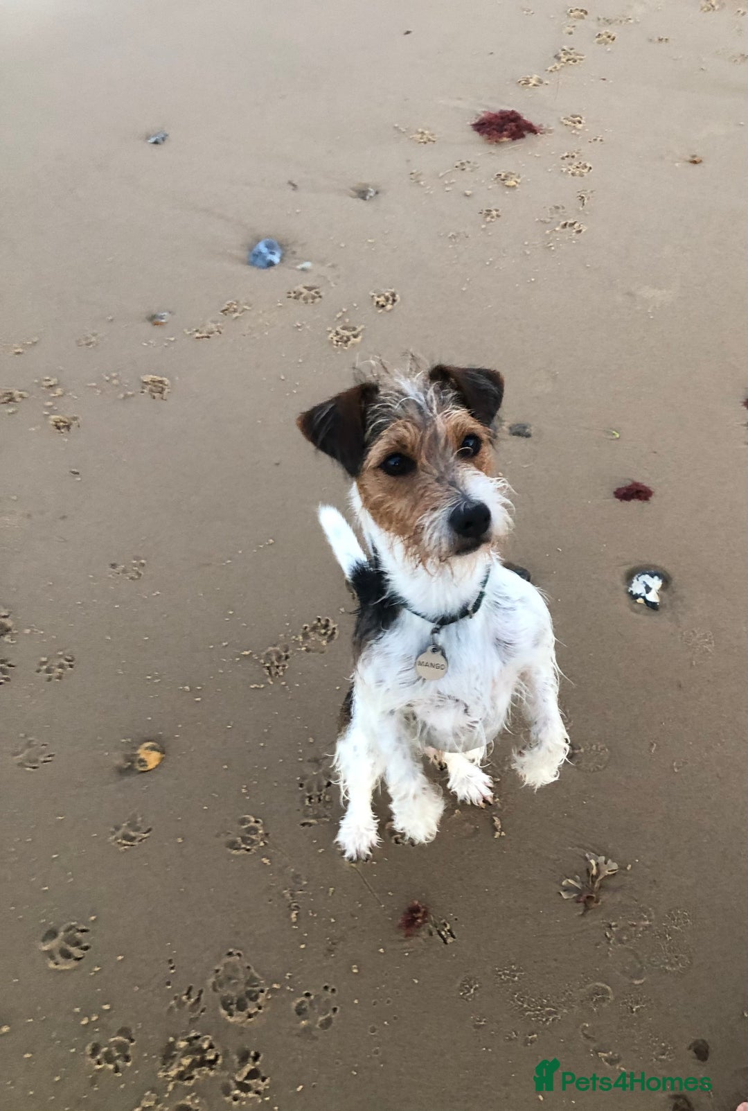 Jack Russell dogs for stud: Jack Russell Terrier Stud - Advert 11