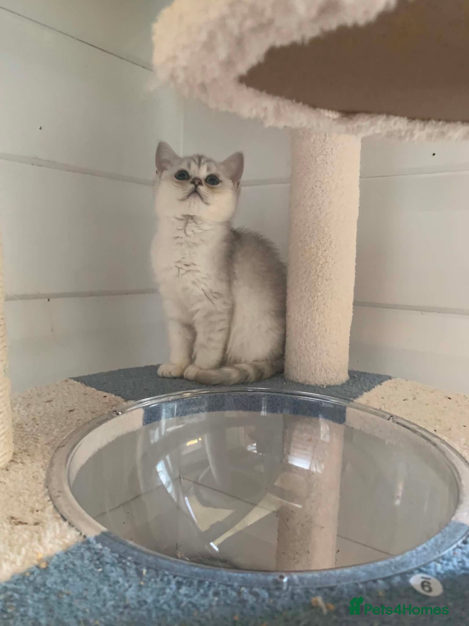 British Shorthair cats BSH 11 weeks old Rare Shaded colours  - Advert 2