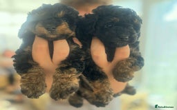 Toy Poodle dogs for sale: Black and Tan toy poodles  - Image 5