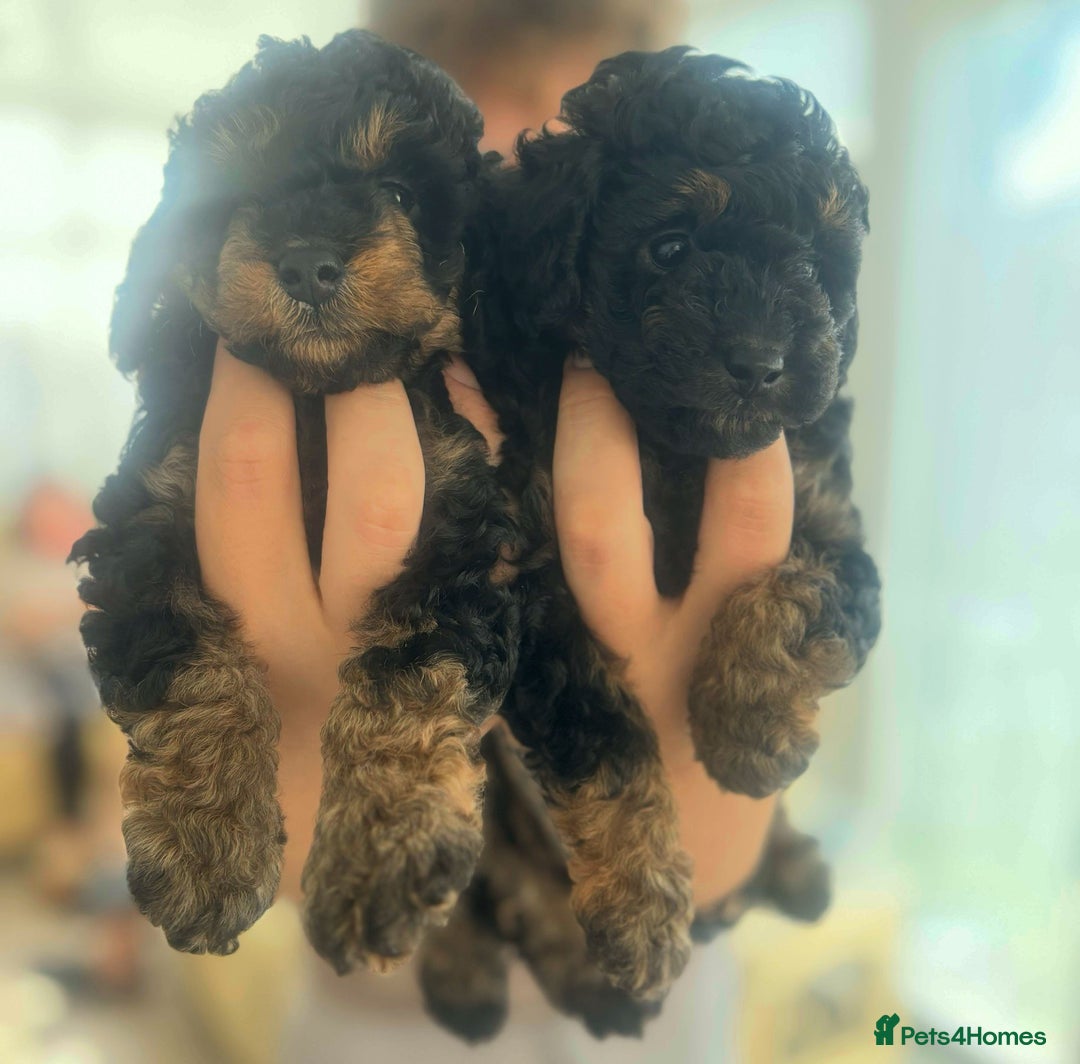 Toy Poodle dogs for sale: Black and Tan toy poodles  - Image 5