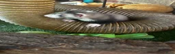 Ferret rodents for sale: Silver & Sable Kits Available Now  - Advert 11