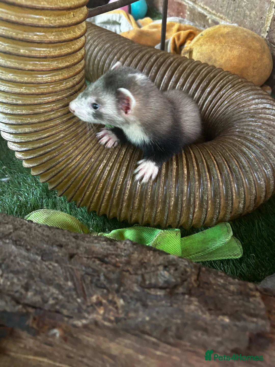 Ferret rodents for sale: Silver & Sable Kits Available Now  - Advert 11