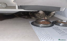 Mixed Breed cats for sale: Tabby cross ragdoll  - Image 4