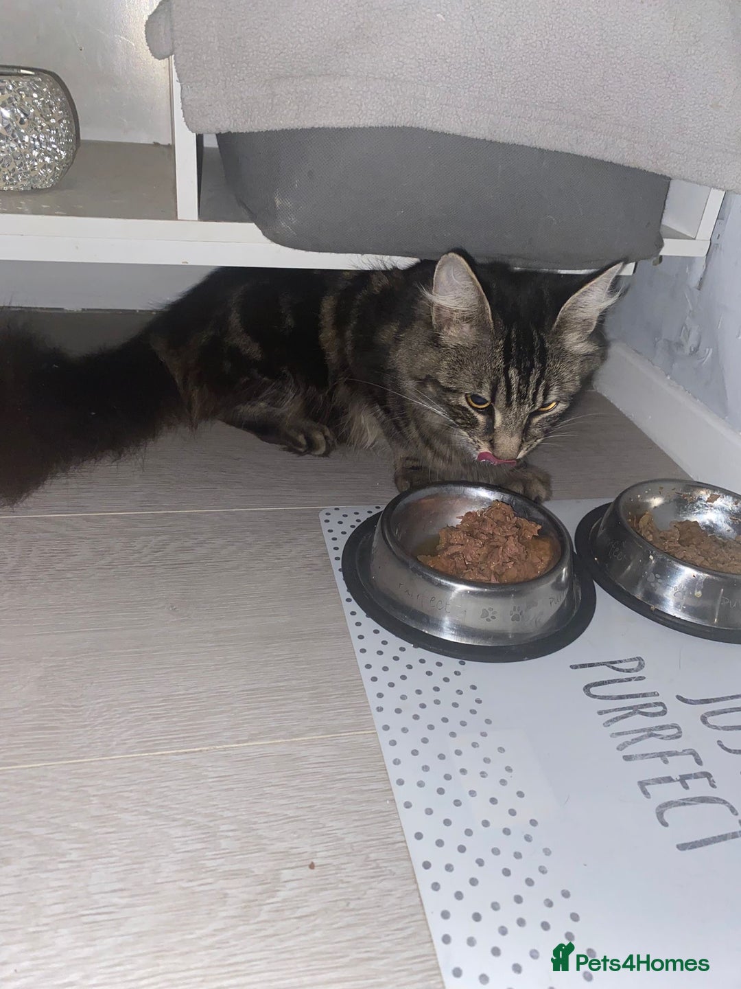 Mixed Breed cats for sale: Tabby cross ragdoll  - Image 4