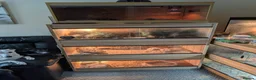 Skink reptiles for sale: Peterss banded skinks leopard gecko  - Advert 1