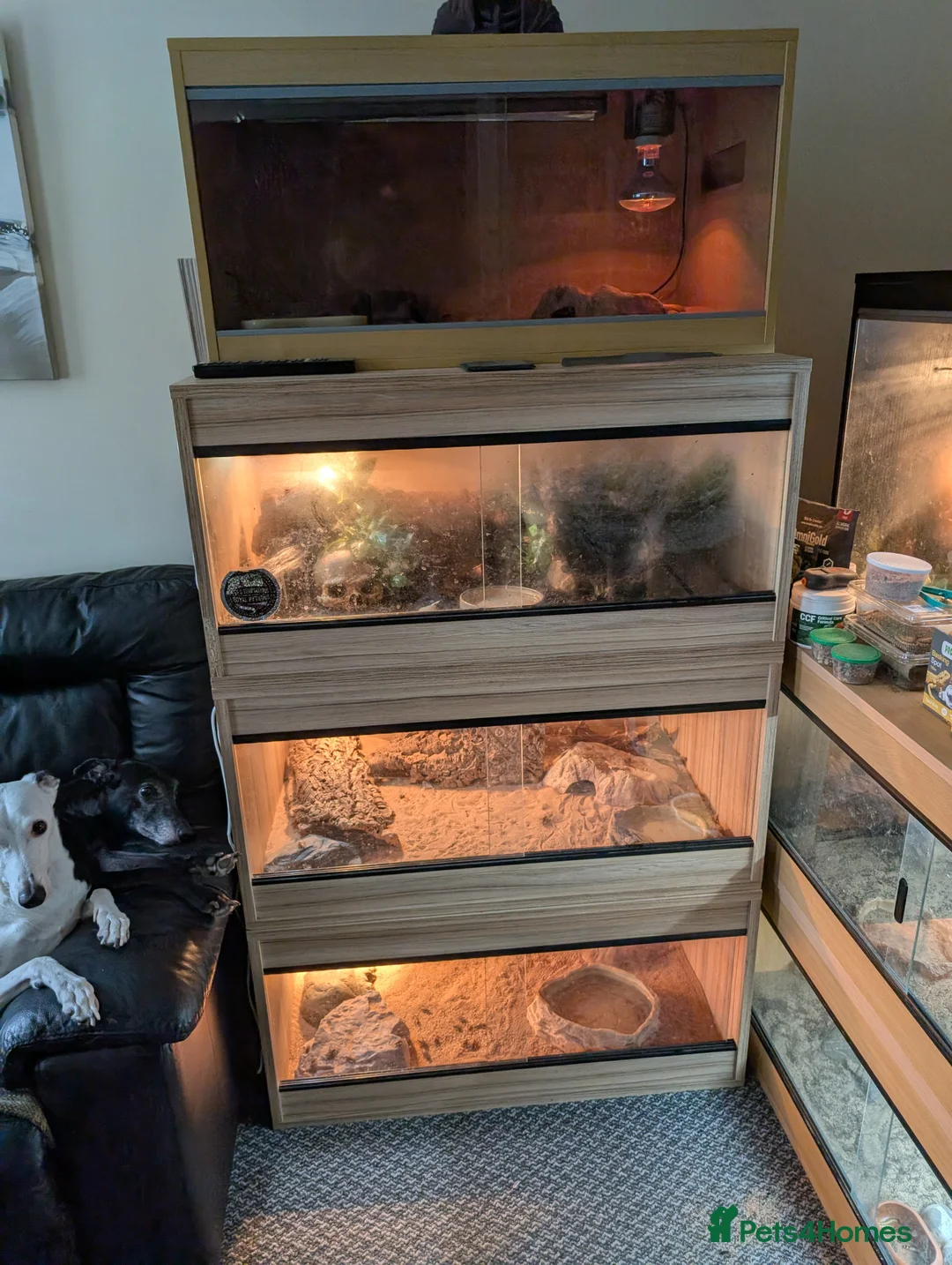 Skink reptiles for sale: Peterss banded skinks leopard gecko  - Advert 1