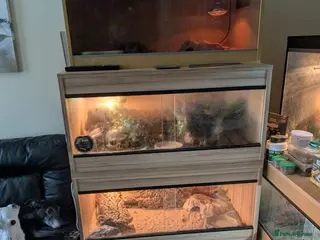 Skink reptiles Peterss banded skinks leopard gecko - Advert 1