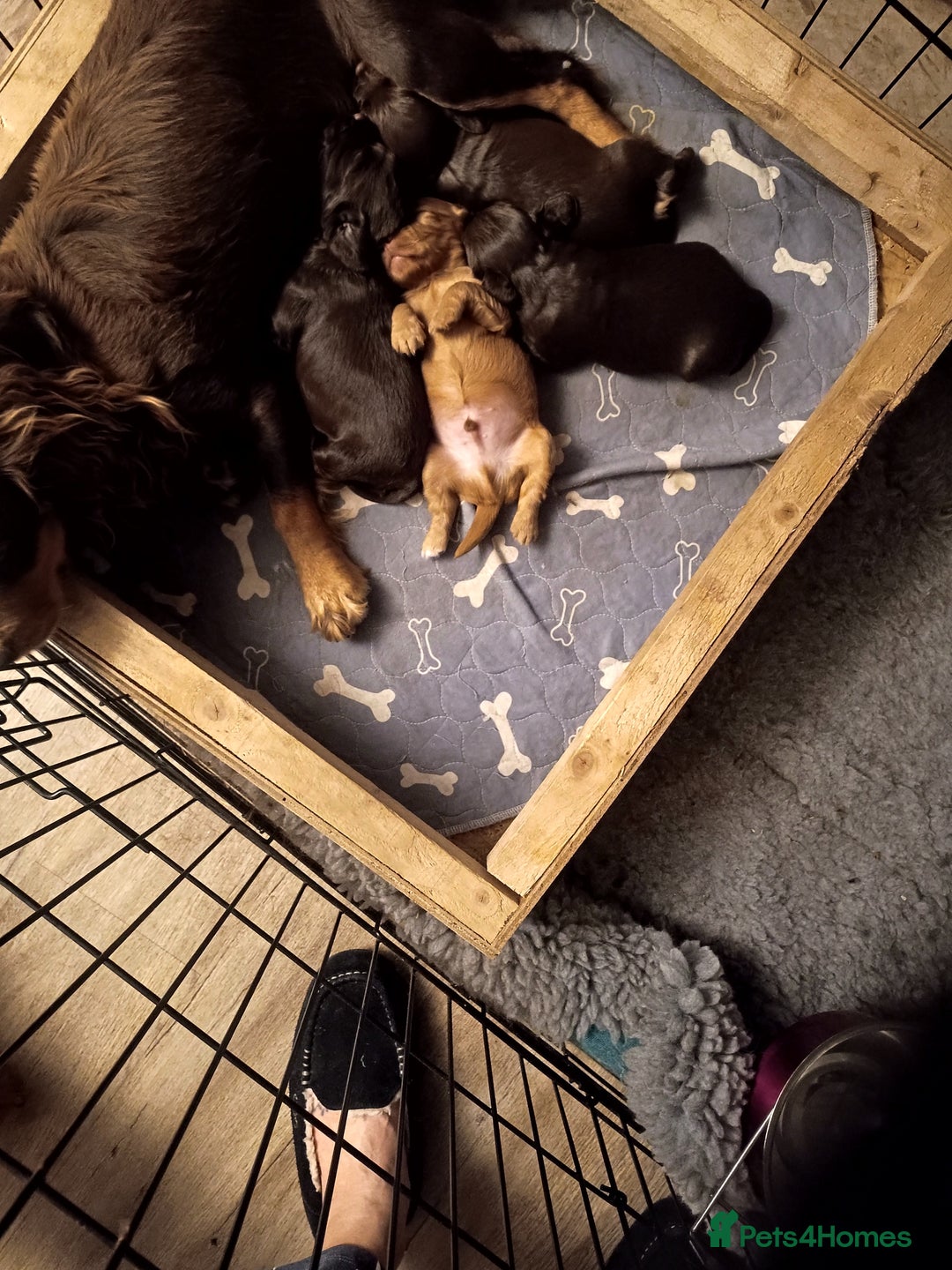 Cocker Spaniel dogs for sale: Lovely litter of working cocker spaniels  - Image 4