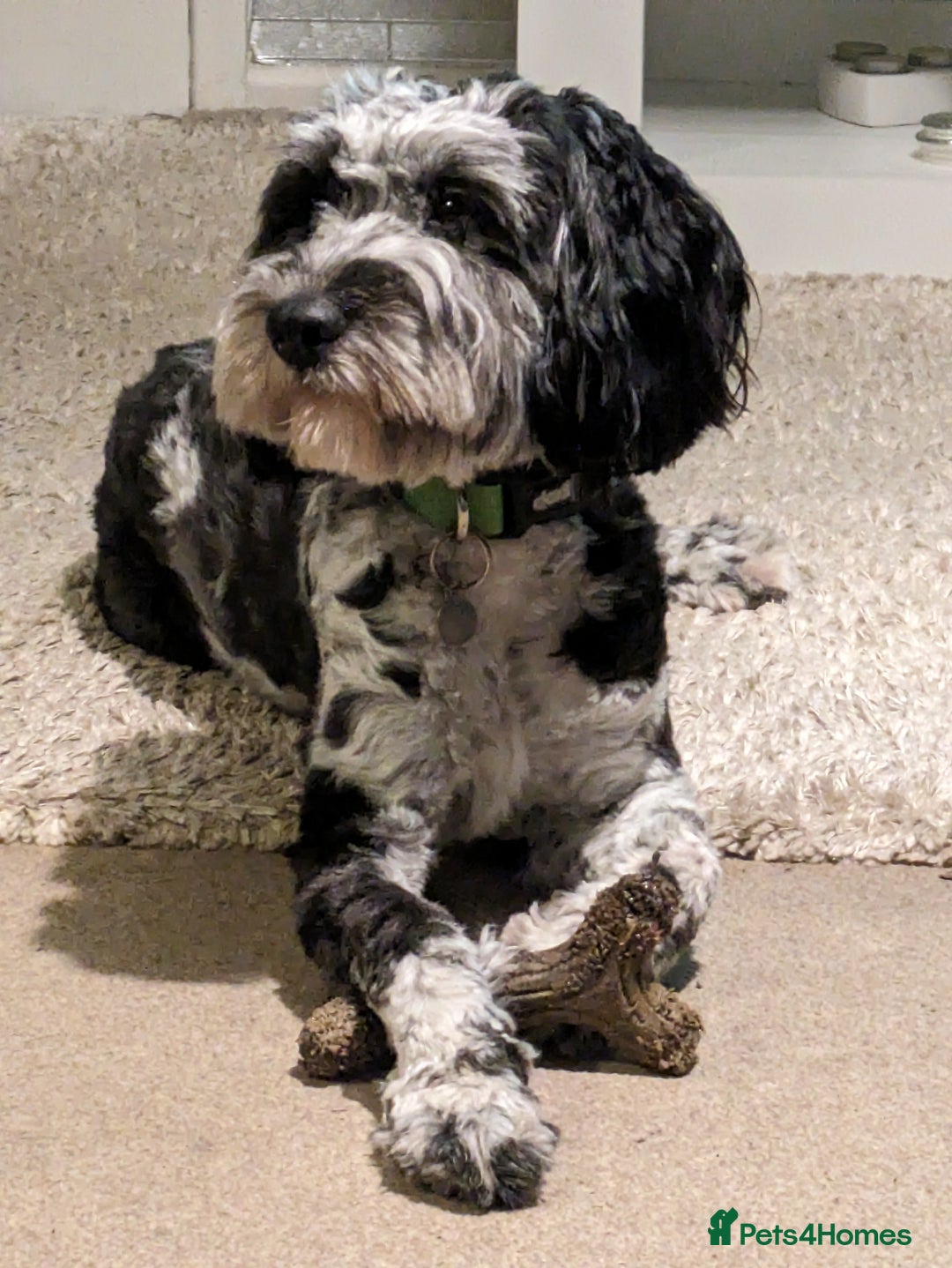 Cockapoo dogs for stud: F1 Cockapoo for stud - Image 6
