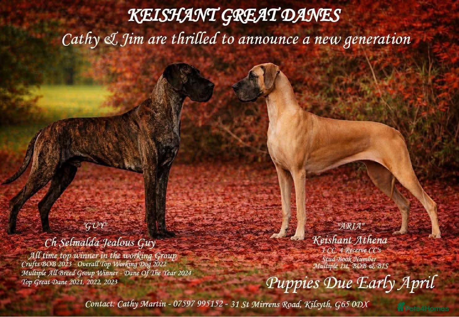 Great Dane dogs Outstanding Quality KC Reg Great Dane Pups - Advert 1