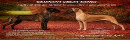 Great Dane dogs for sale: Outstanding Quality KC Reg Great Dane Pups - Advert 1