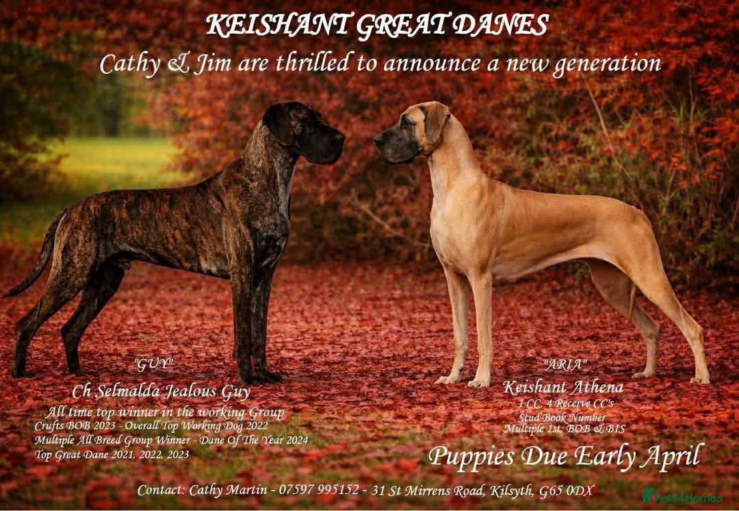 Great Dane dogs for sale: Outstanding Quality KC Reg Great Dane Pups - Advert 1