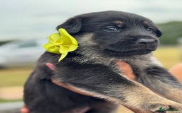 German Shepherd dogs for sale: Short coat straight back German Shepard  in Wolverhampton - Image 22