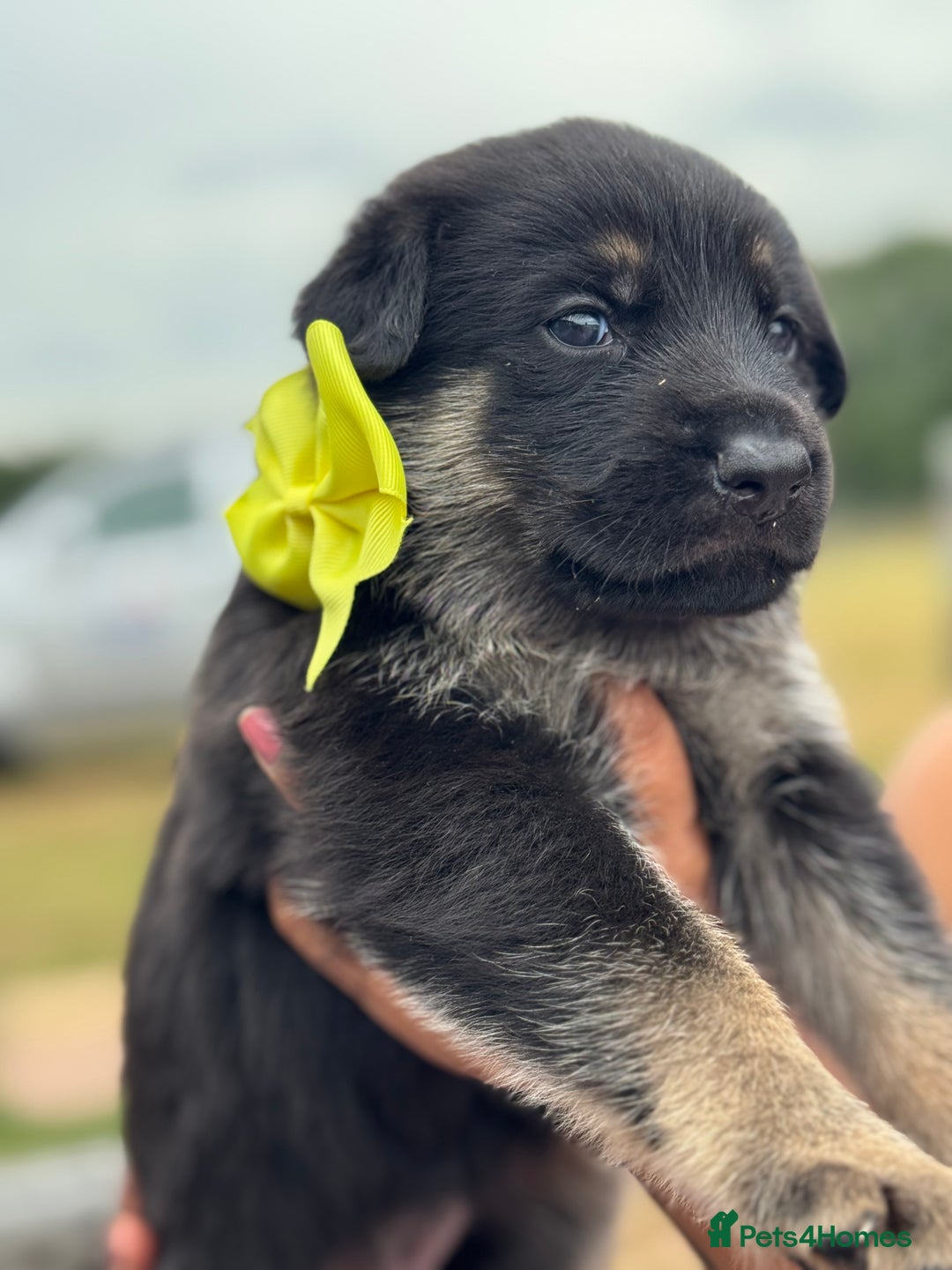 German Shepherd dogs for sale: Short coat straight back German Shepard  in Wolverhampton - Image 22