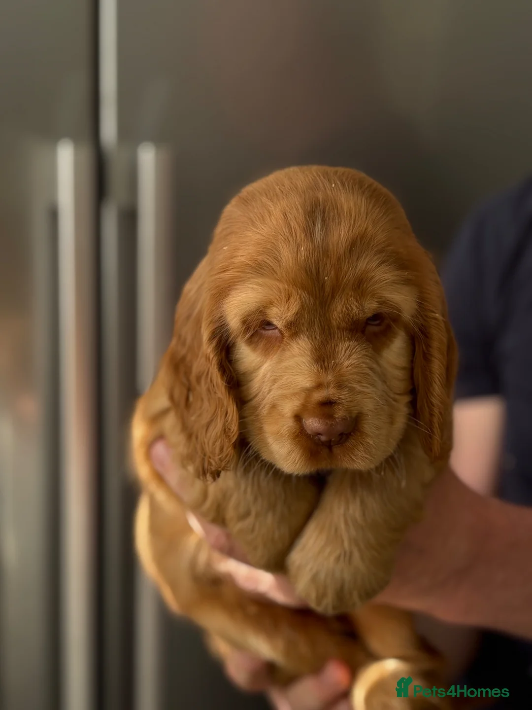 Cocker Spaniel dogs for sale: Show cocker spaniels - Advert 1