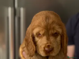 Cocker Spaniel dogs Show cocker spaniels - Advert 6