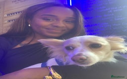 Mixed Breed dogs for sale: 🐾 Loving Homes Wanted for Two Puppies & Dad 🐾 - Image 10