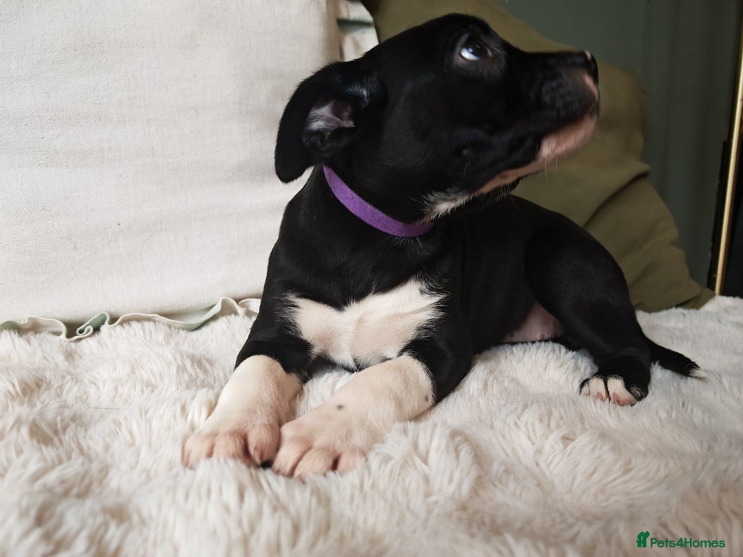 Mixed Breed dogs for sale: Olde English Bulldogge/Staffy Collie - Advert 27