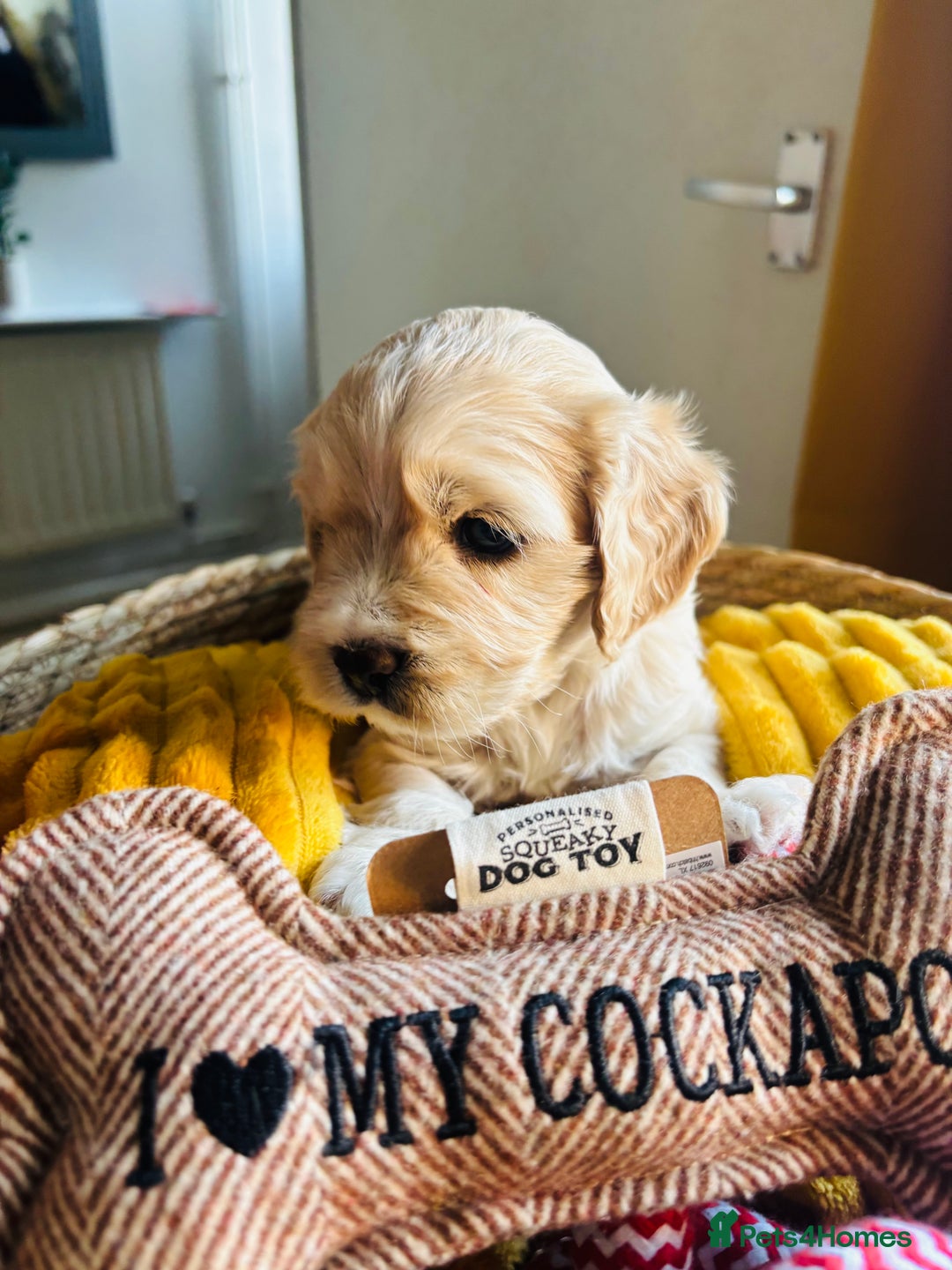 Cockapoo dogs for sale: Beautiful cockerpoos / Yankee doodles - Advert 4