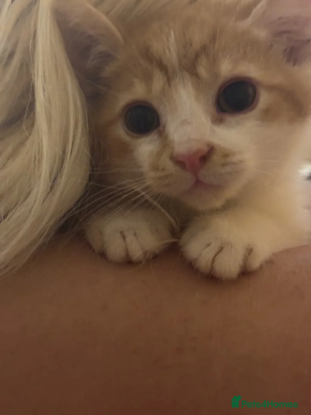 Mixed Breed cats for sale: Adorable Fluffy Kittens - Advert 39