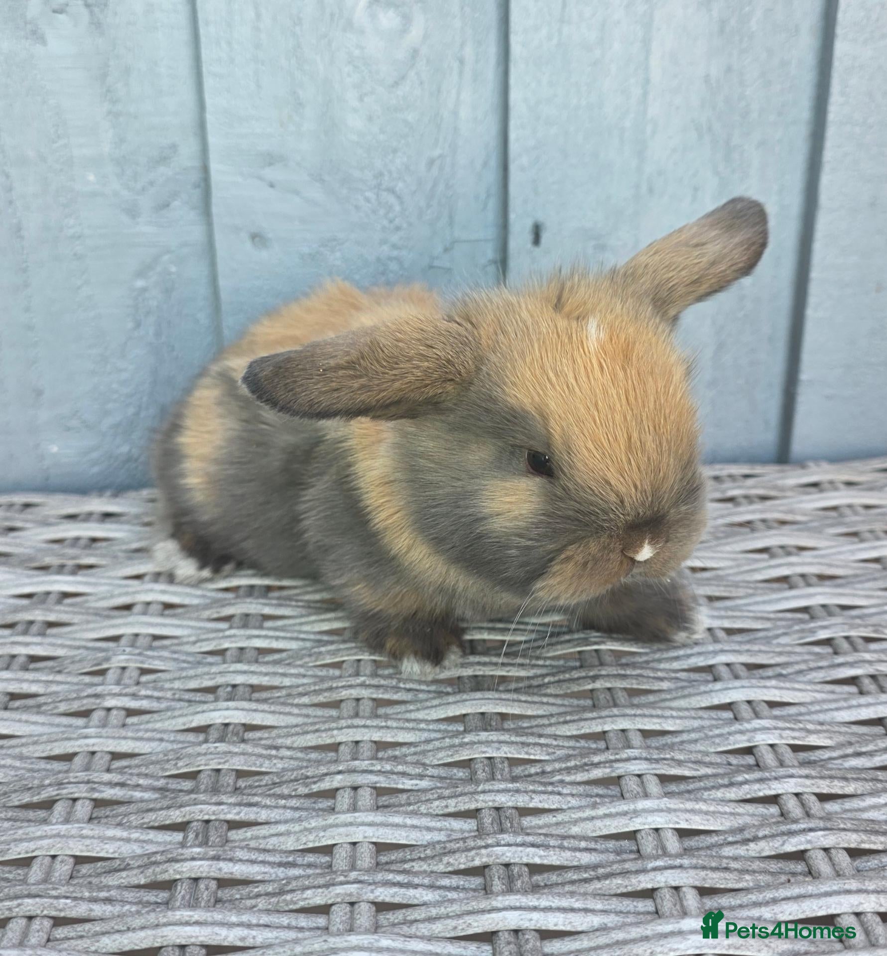 Mini Lop rabbits 3 Baby mini lops ready to reserve - Advert 1