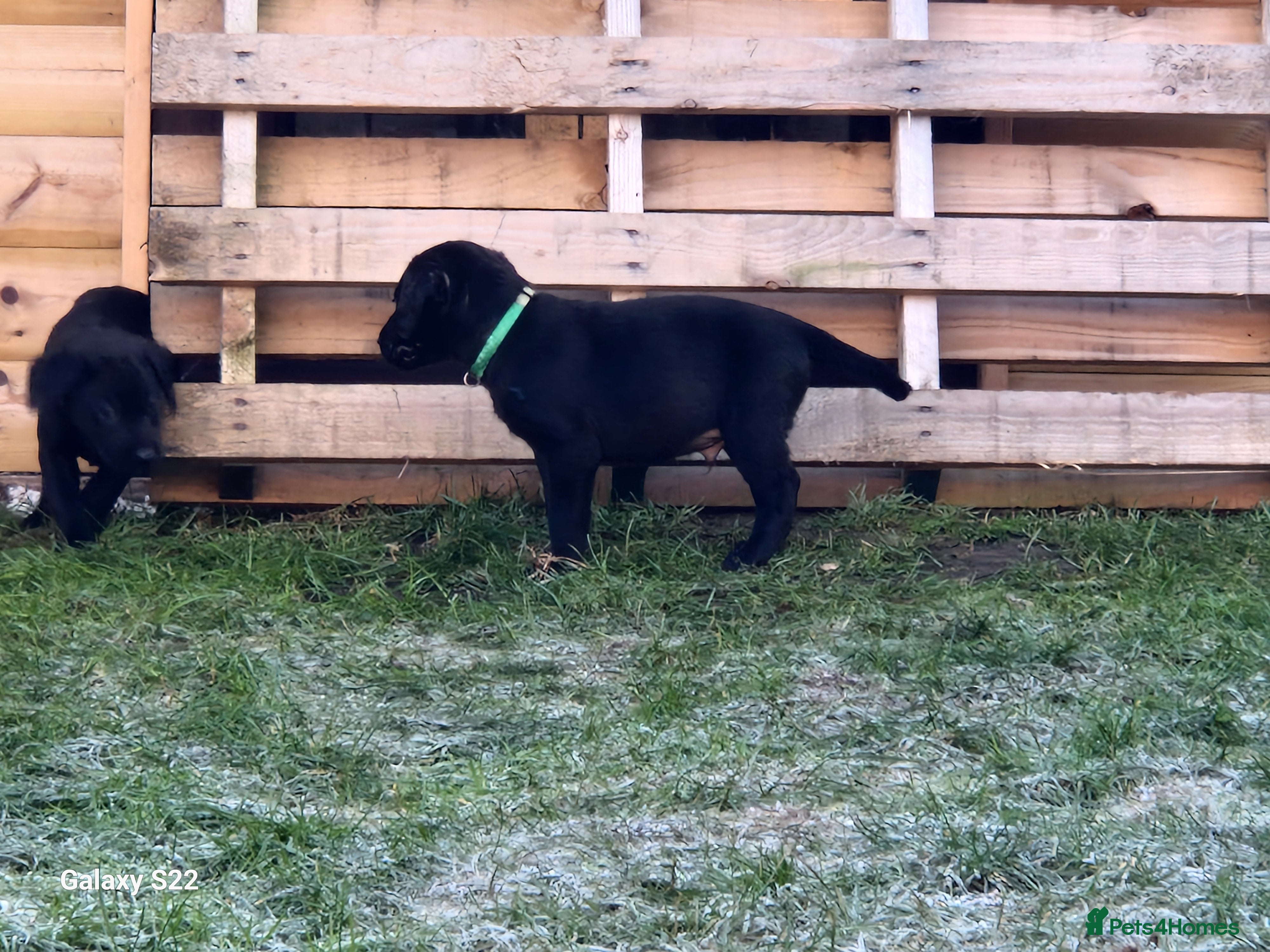 Labrador Retriever dogs KC reg Working Labrador Black Boy - Advert 17