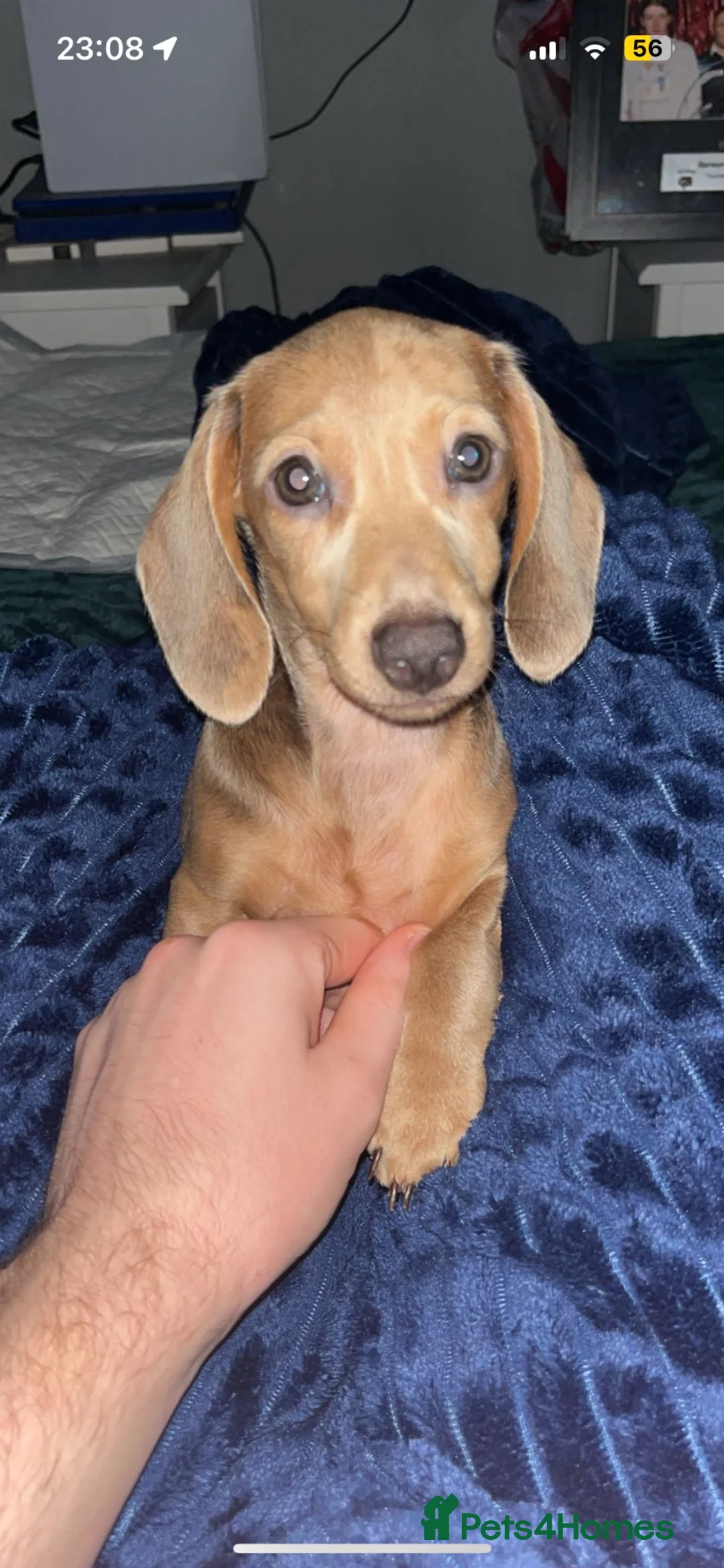 Miniature Dachshund dogs for sale: Miniature dachshund puppies  - Advert 2