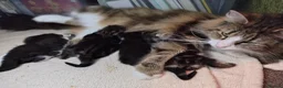 Norwegian Forest Cat cats for sale: Beautiful Pedigree Norwegian Forest kittens - Advert 12