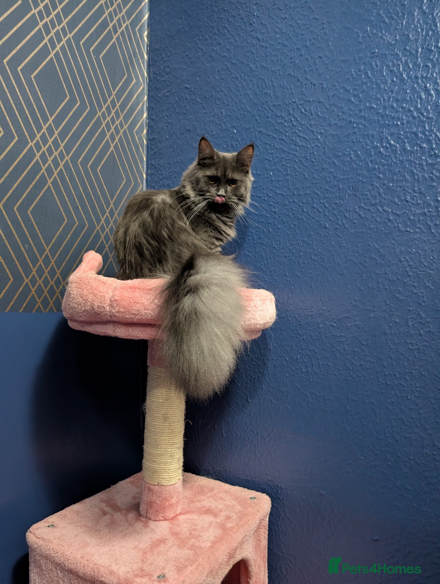 Maine Coon cats Maine coon kittens  - Advert 16