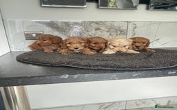 Cavapoo dogs for sale: 🐶 F1 top quality cavapoo puppies (toy poodle) 🐶  - Image 5