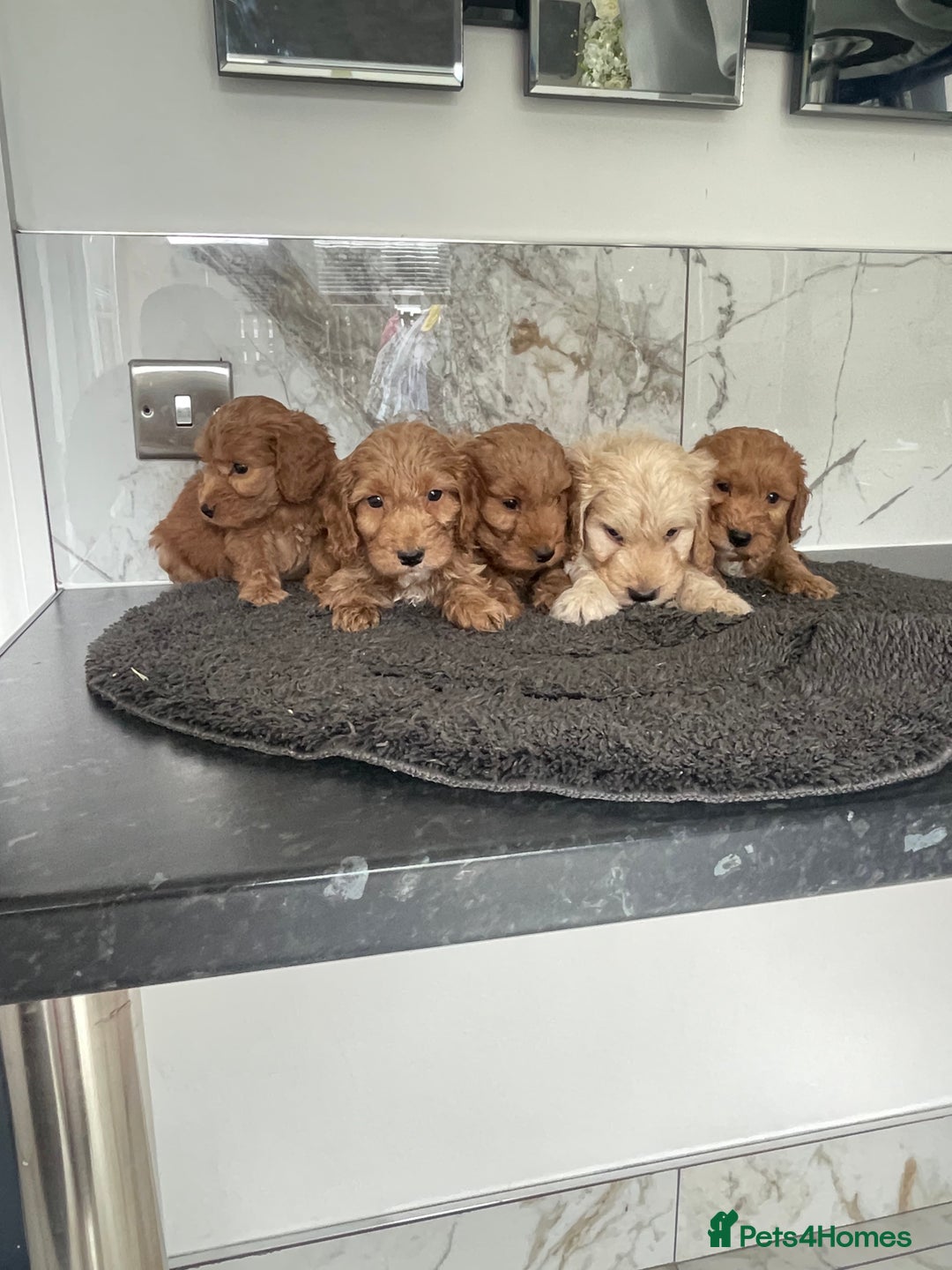 Cavapoo dogs for sale: 🐶 F1 top quality cavapoo puppies (toy poodle) 🐶  - Image 5